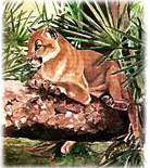 a drawn picture of a florida panther
